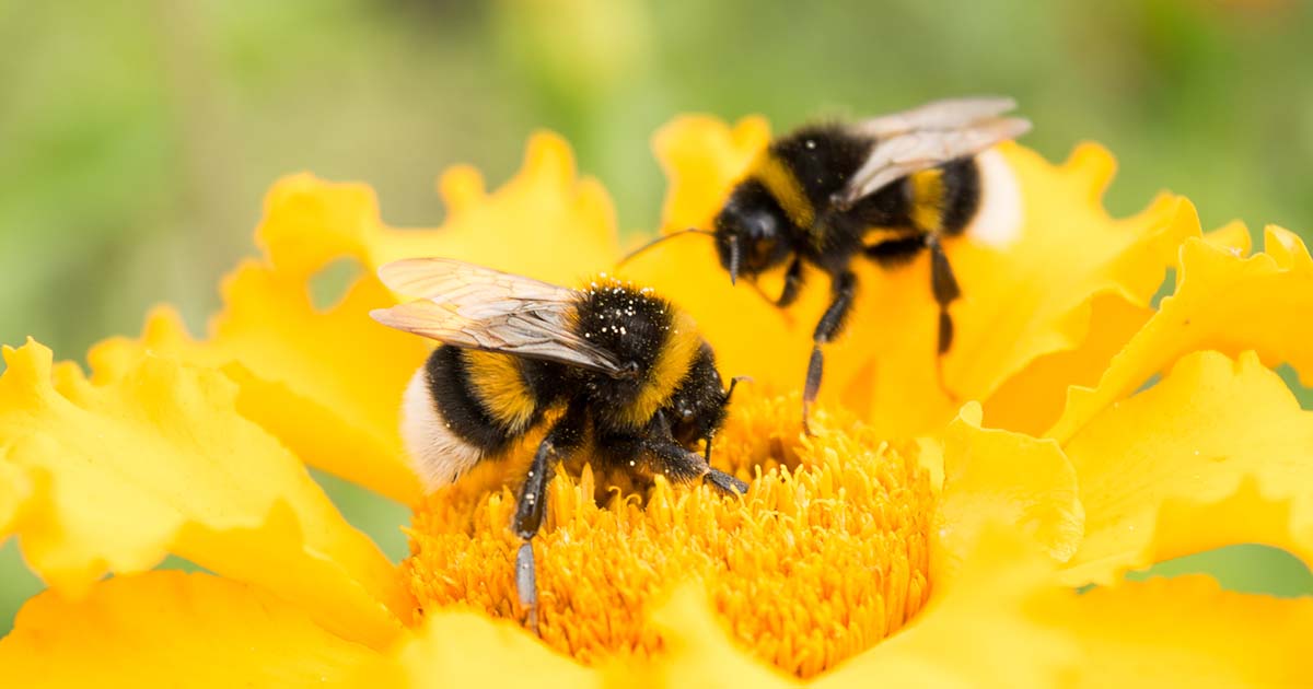 Making a Bee-Friendly Yard