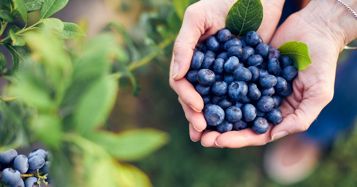 Delicious Blueberries Are Nutritious