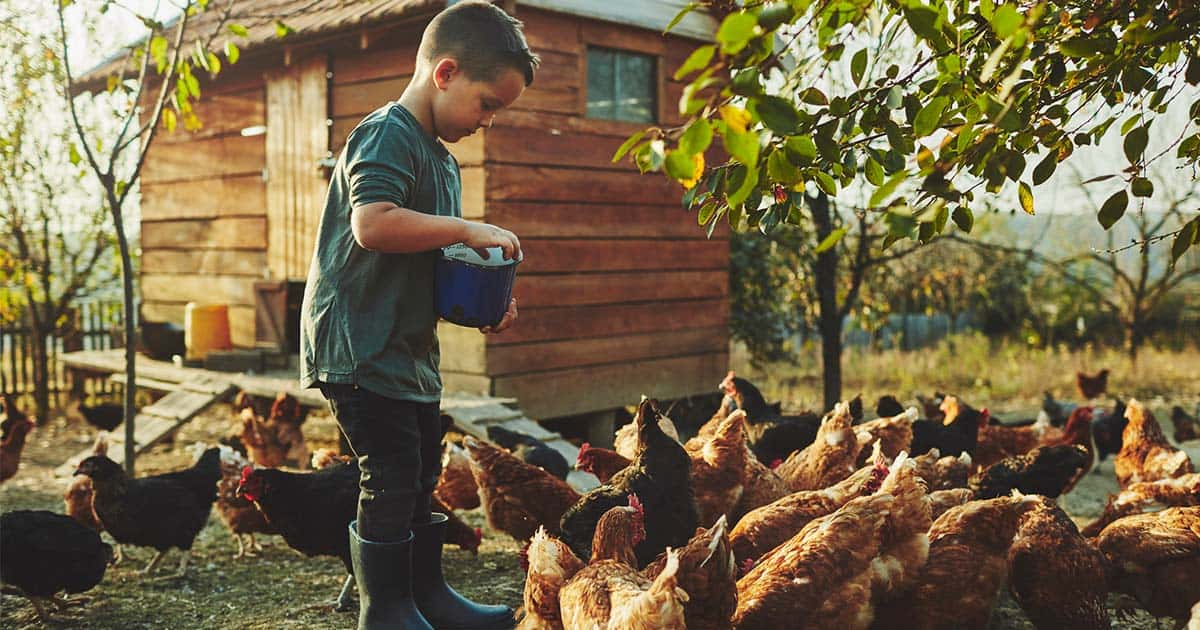 Urban Chicken Coops Are Becoming A Trend Across The Country   Chcicken Scoop Blog Image 1200x630 