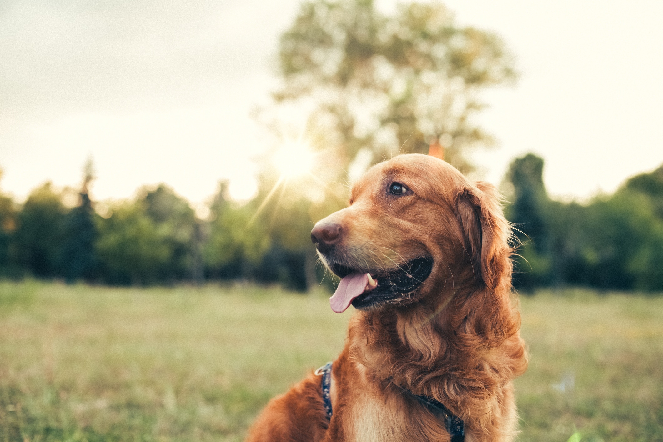 A happy dog plays in a field with long grass