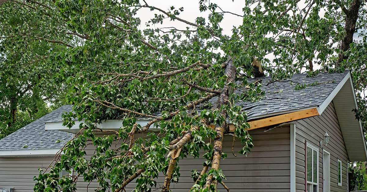 Cinq questions concernant la chute des arbres sur votre propriété ou votre voiture 