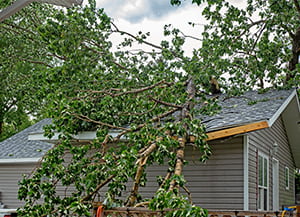 Cinq questions concernant la chute des arbres sur votre propriété ou votre voiture 