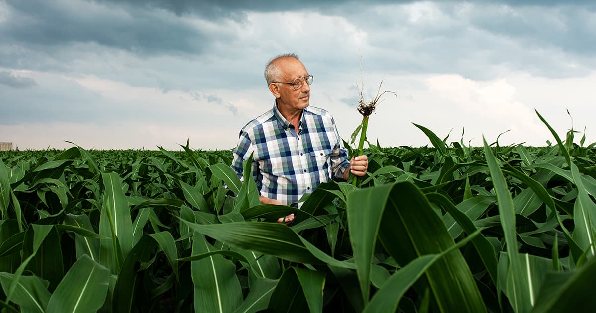 How Cash Crop Insurance Protects Your Farm