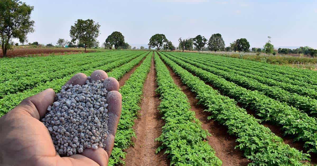 How fertilizers are key ingredients in food production 