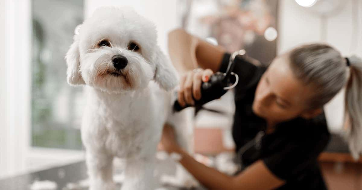 Comment trouver la bonne assurance pour les commerces de fournitures, de pension et de toilettage pour animaux de compagnie