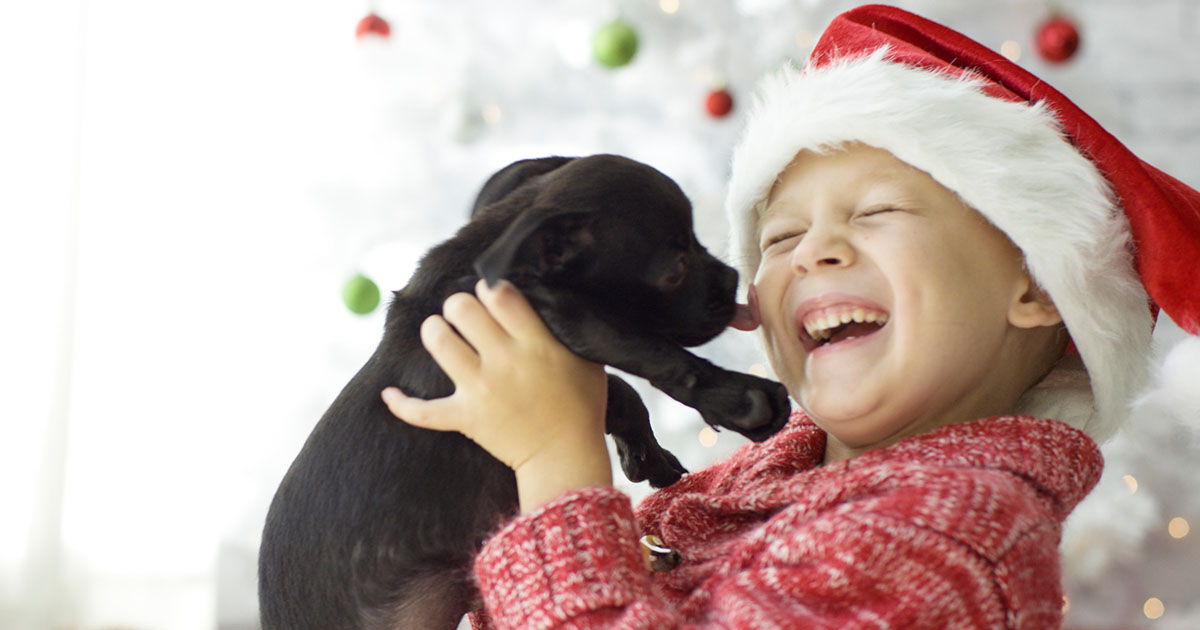 Keep Your Pets Safe during the Holidays