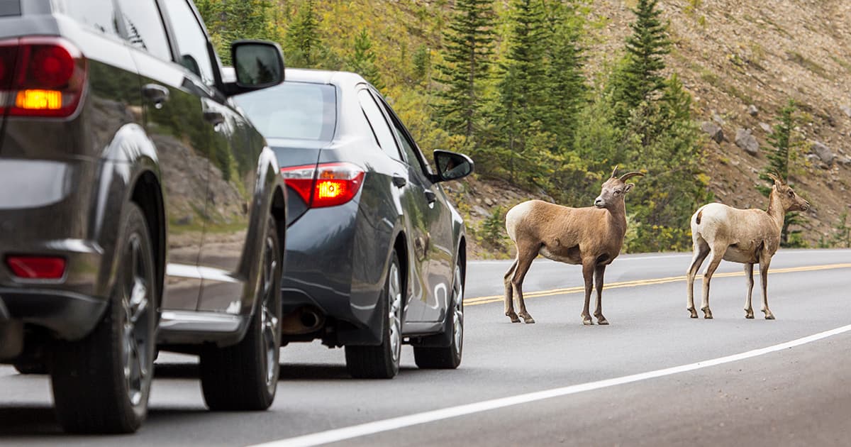 Mon assurance automobile couvre-t-elle les collisions avec des animaux?