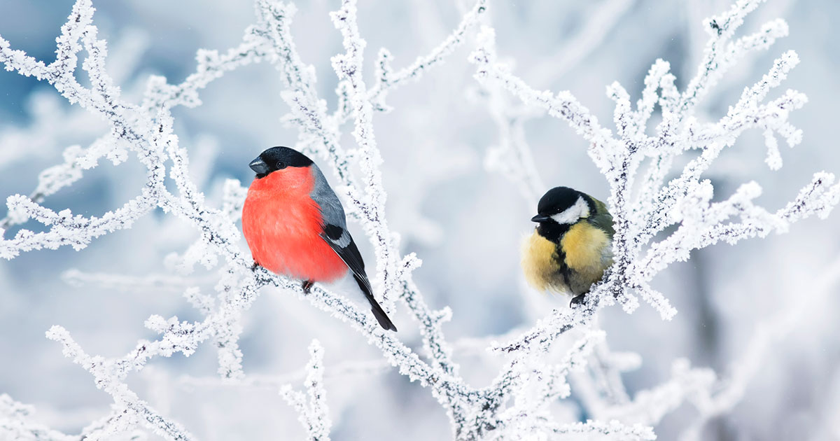 The Canadian Winter is Perfect for Birdwatching