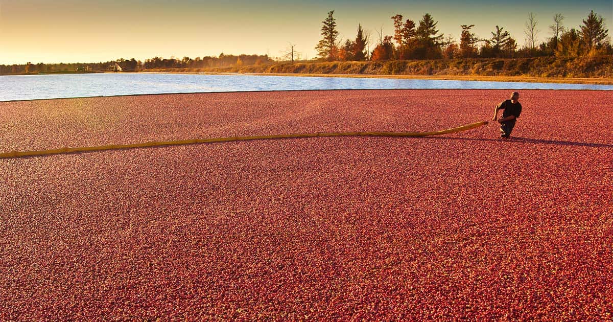 How Are Cranberries Grown and Harvested?
