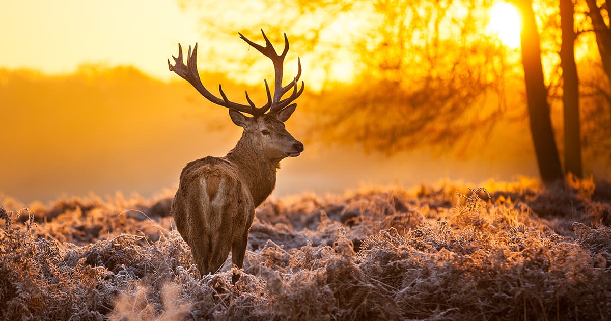 What to Know About Insurance and Hunting in N.B.