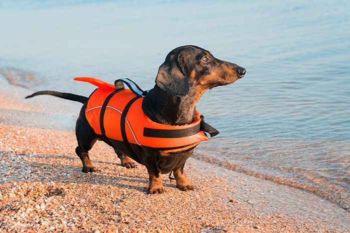 Dog in life vest hotsell