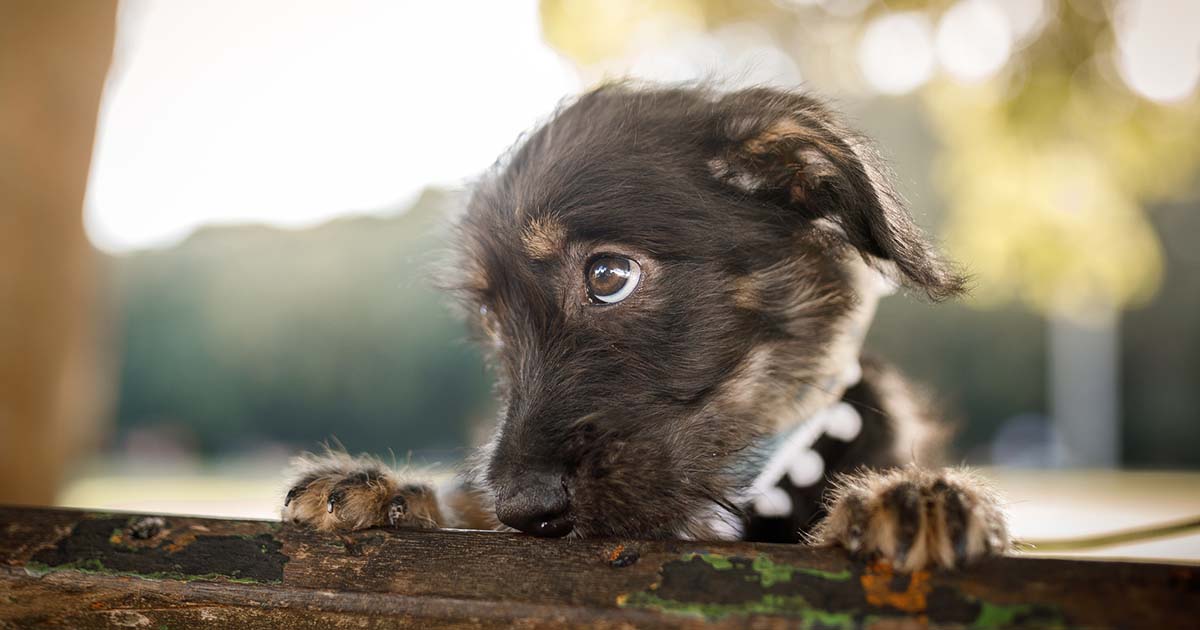 Assurance pour votre animal de compagnie et votre promeneur de chien