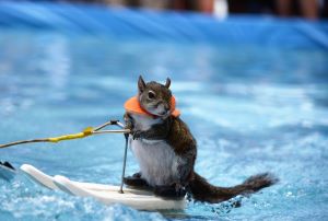 How to Squirrel-Proof Your Boat